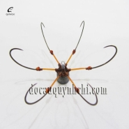 LỤC BÍNH BẠC - XOÀI